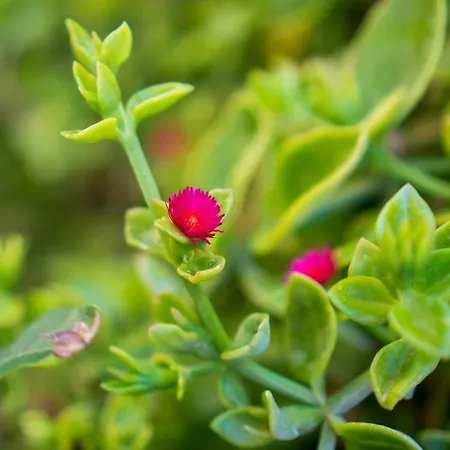 Gemma Delle Mimose 2 巴德希
